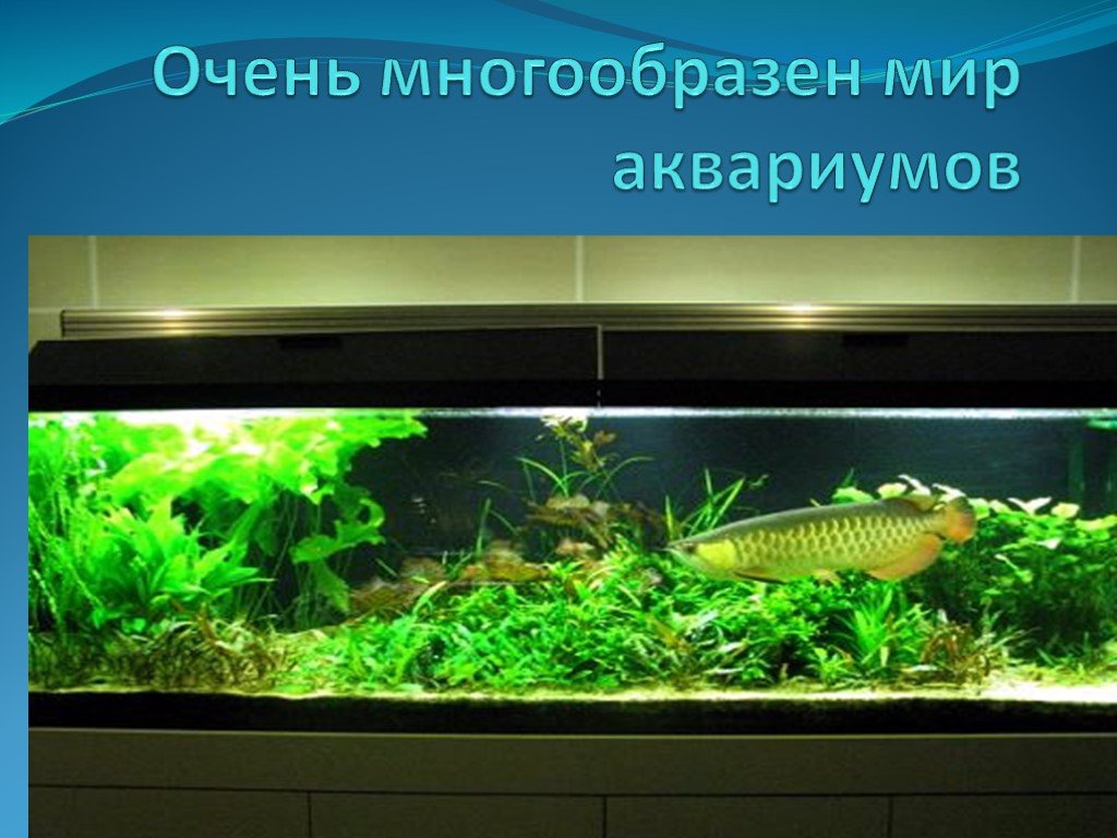 Какие организмы живут в аквариуме биология 5. Мир аквариума. Аквариум для презентации. Метод аквариум. Аквариум методика презентация.