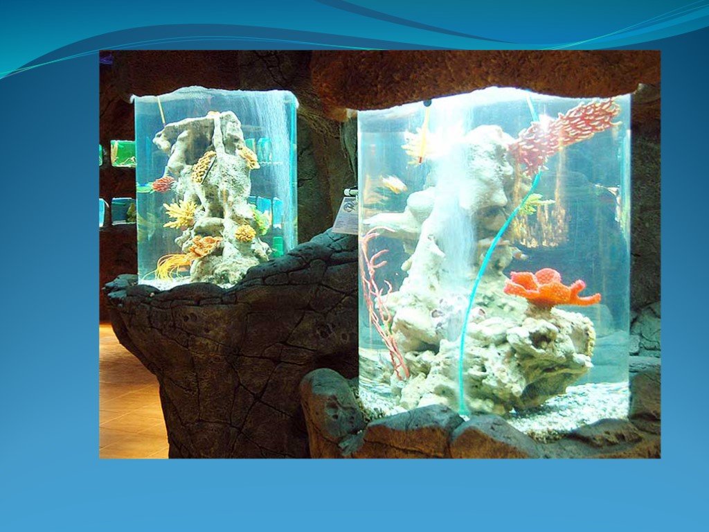 Какие организмы живут в аквариуме биология. Аквариум для презентации. Коллаж аквариум 4 класс. Шаблон презентации аквариум. Изо презентация аквариум 4 класс.