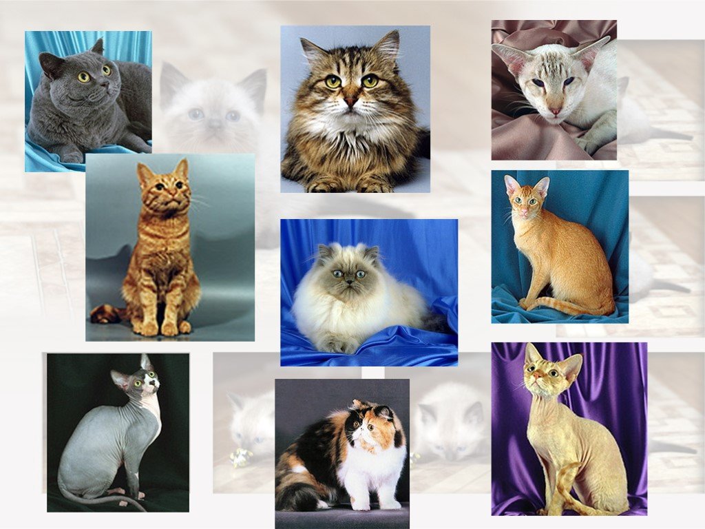 Происхождение породы животного. Разнообразие пород животных. Искусственный отбор. Искусственный отбор животных. Селекция кошек.