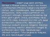 Монголоиды - имеют чаще всего жёсткие, прямые и тёмные волосы. Кожа у них темнее, с желтоватым оттенком, борода и усы растут слабее, чем у европеоидов. Лицо широкое, уплощённое, скулы сильно выступают, нос, наоборот, уплощён, ноздри расположены под углом друг к другу. Очень характерны глаза: они час