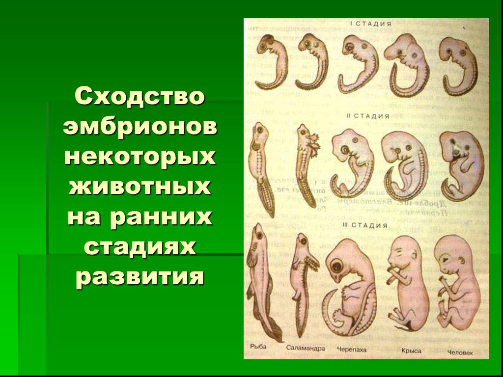 Стадии развития эмбрионов позвоночных. Эмбрионы животных на ранних стадиях развития. Сходство эмбрионов некоторых животных на ранних стадиях развития. Сходство зародышей на ранних стадиях развития. Этапы развития зародыша.