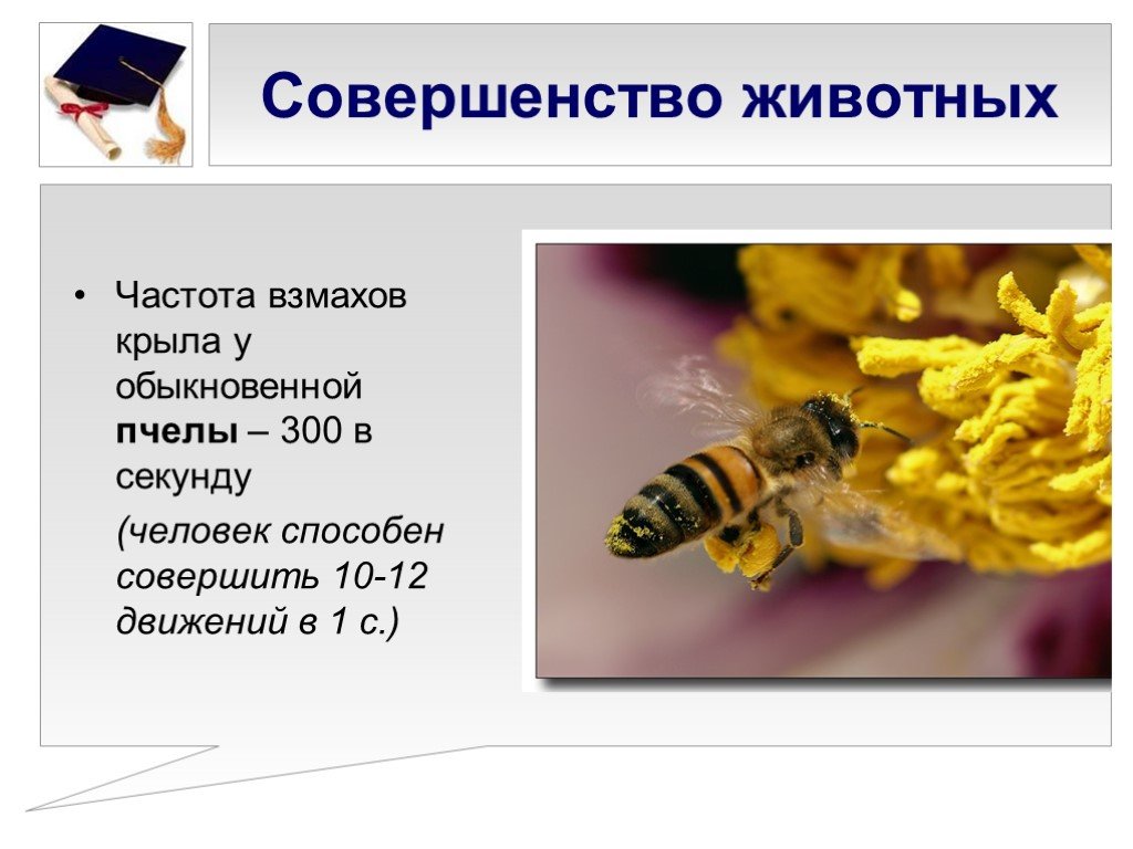 Сколько взмахов в секунду делает. Пчела частота взмахов. Бионика пчела. Частота взмахов крыльев пчелы. Пчела взмах в секунду.
