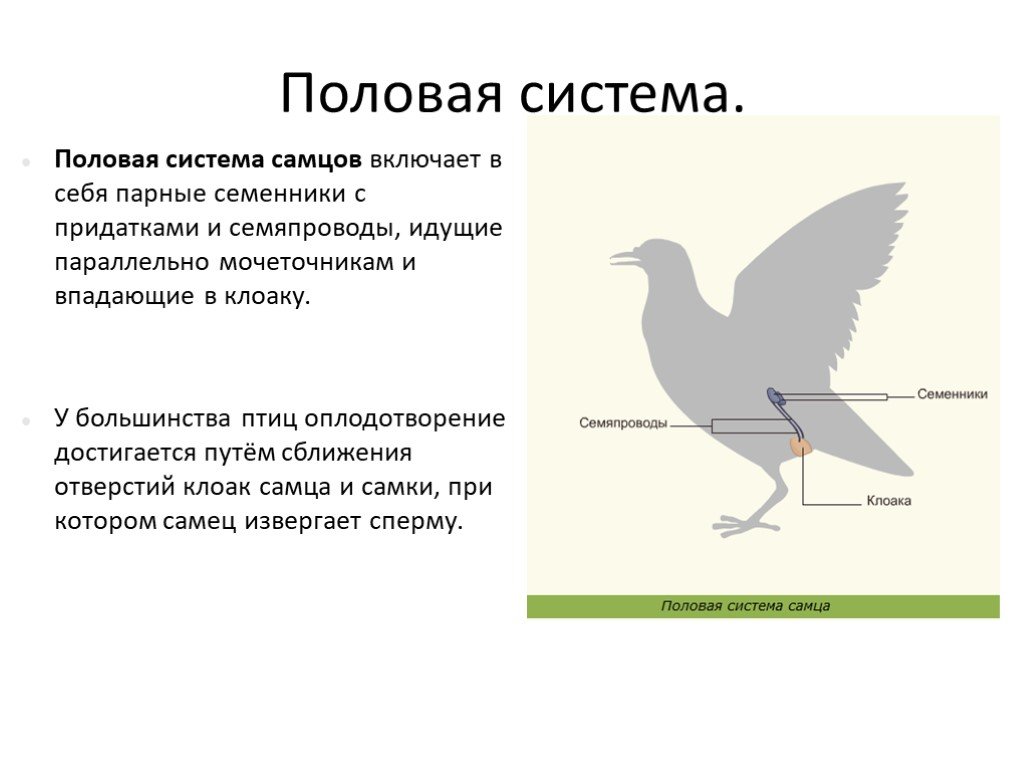 Особенности размножения птиц связанные с полетом