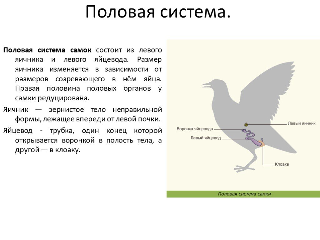 Особенности строения органов размножения птицы. Половая система птиц. Класс птицы размножение и развитие. Половая система птиц органы. Половое размножение птиц.