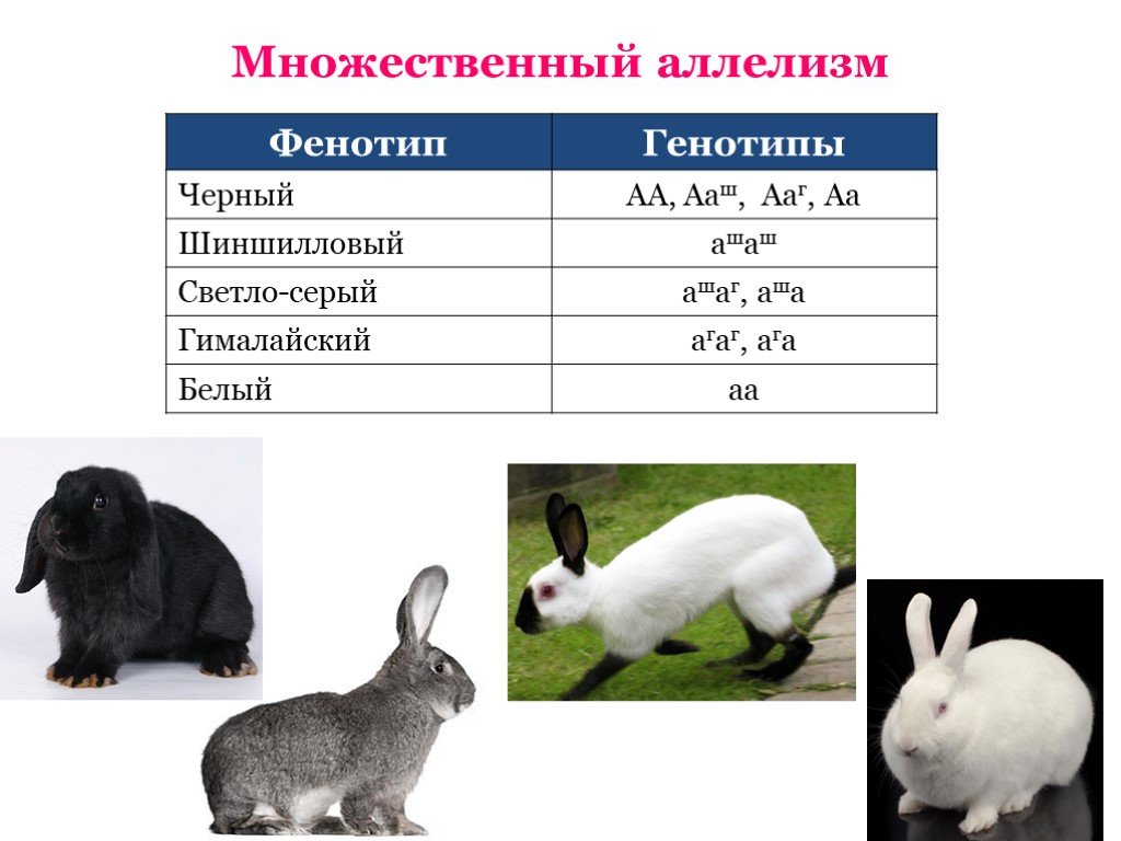 Сколько аллельных генов. Множественный аллелизм окраска кроликов. Множественный аллелизм схема скрещивания. Наследование окраски шерсти у кроликов множественный аллелизм. Множественный аллелизм примеры.