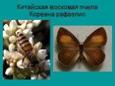 Китайская восковая пчела Кореана рафаэлис