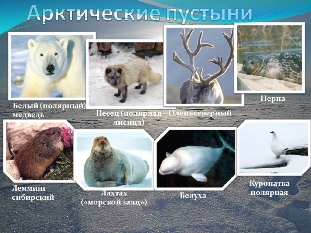Животный мир природной зоны арктические пустыни. Арктические пустыни животные. Животные зоны Арктики. Животный мир арктической пустыни. Животные и растения Арктики.