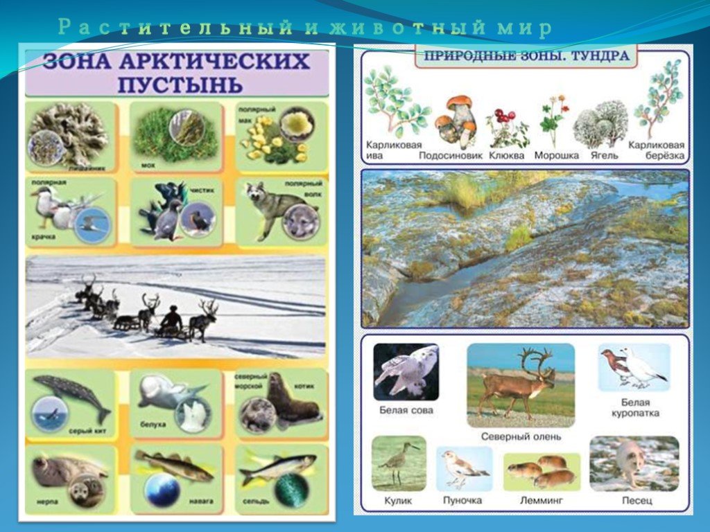 Природная зона тундра 6 класс география. Природные зоны России животные и растения 4 класс. Природная зона тундра 8 класс география. Природные зоны плакат. Растения разных природных зон.