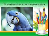 All the birds can’t see the colour blue