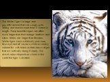 The White Tiger is a large and powerful animal that can weigh up to 300kg and reaches more than 3 meters in length. These beautiful tigers are often much larger than their orange brothers and sisters. Males are larger than females. White tigers have a distinctly pink nose, blue eyes and of course a 