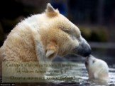 Сегодня в мире осталось примерно 25 тысяч белых медведей. Охота на них запрещена!