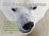 Медведь способен унюхать добычу, например тюленя, на расстоянии 32 км даже под толщей льда. Нос белого медведя