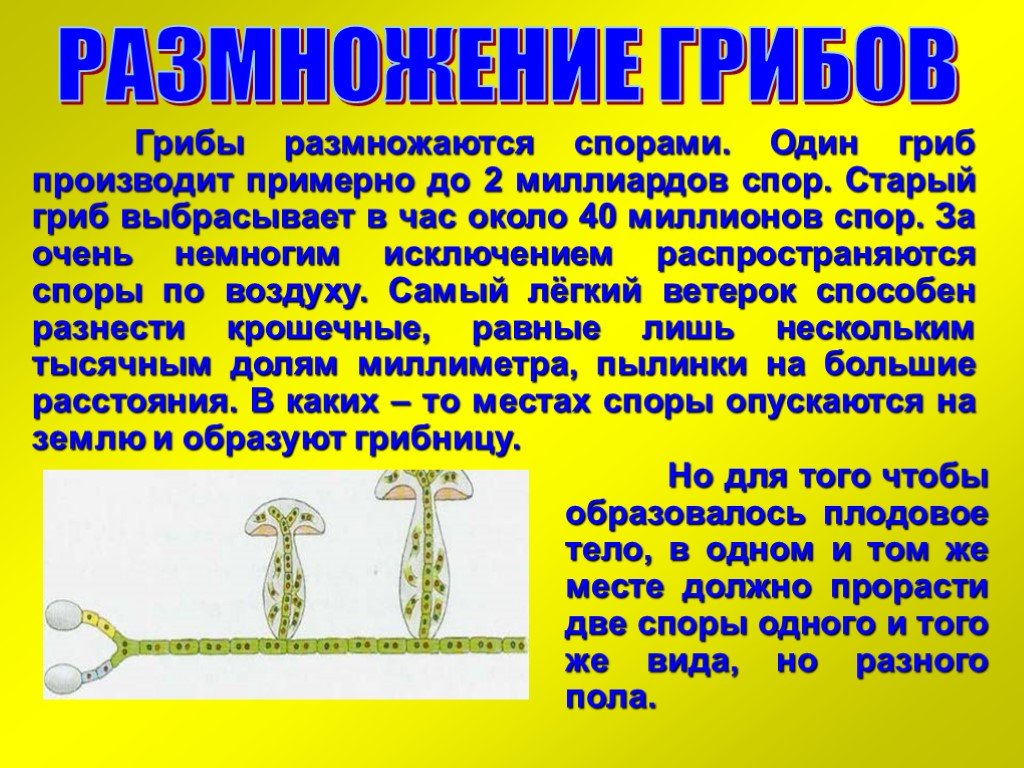 Грибы размножаются. Какие грибы размножаются спорами. , Какие грибы размножаются спора. Как грибы размножаются спорами. Как размножаются грибы кратко.