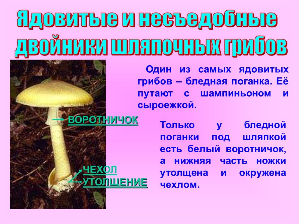 Бледная поганка доклад. Опасный гриб бледная поганка. Презентация ядовитые грибы бледная поганка. Сообщение о бледной поганке. Хо шляпочно ядовитых гриб.