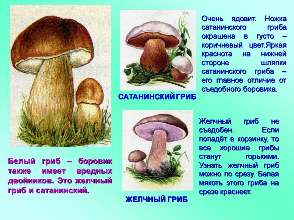 К какой группе относится белый гриб. Отличие белого гриба от сатанинского гриба. Боровик,желчный гриб,сатанинский гриб. Желчный гриб и сатанинский гриб. Боровик гриб съедобный и ядовитый.