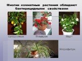 Многие комнатные растения обладают бактерицидными свойствами. Цитрусовые Розмарин Мирт Хлорофитум