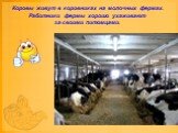 Коровы живут в коровниках на молочных фермах. Работники фермы хорошо ухаживают за своими питомцами.