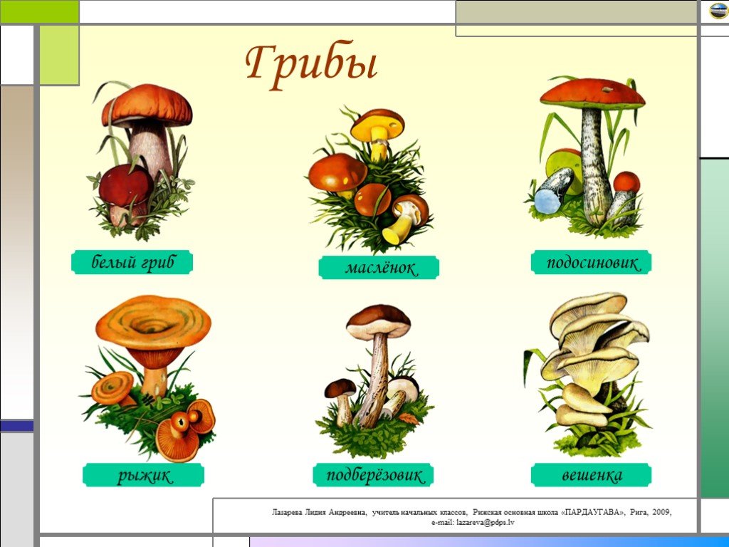 Презентация в доу на тему грибы