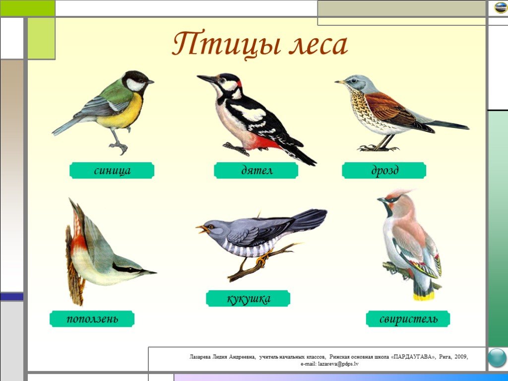 Проект лесные птицы