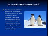 А где живут пингвины? Пингвины живут у берегов Антарктиды. Пингвины-лучшие ныряльщики. Они очень долго могут находится в воде. Взяв хороший разгон, птица выпрыгивает из воды чтобы выбраться на лед или на прибрежную скалу. Основной враг пингвина-морской леопард.