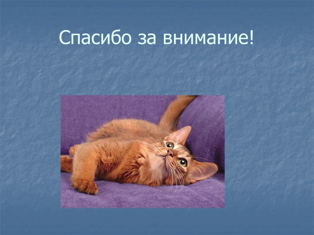 Картинка с котиком спасибо за внимание