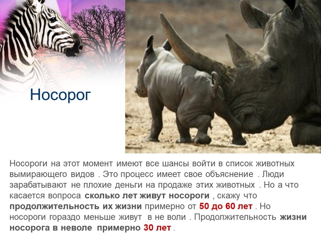 Сколько живут все животные. Продолжительность жизни животных. Сколько лет живут все животные. Презентация на тему носороги. Продолжительность жизни зверей и животных.