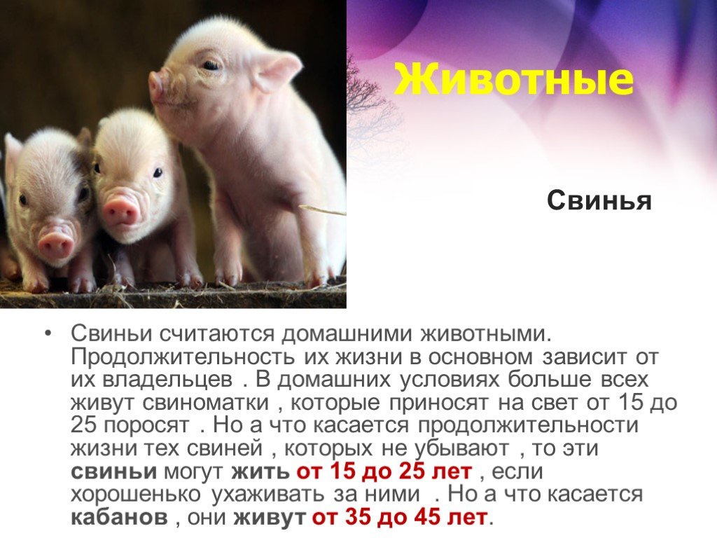 Свинья информация. Продолжительность жизни свиней. Сколько лет живут Соньи!!!. Продолжительность жизни животных свинья. Продолжительность жизни поросенка.