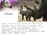 Носорог. Носороги на этот момент имеют все шансы войти в список животных вымирающего видов . Это процесс имеет свое объяснение . Люди зарабатывают не плохие деньги на продаже этих животных . Но а что касается вопроса сколько лет живут носороги , скажу что продолжительность их жизни примерно от 50 до
