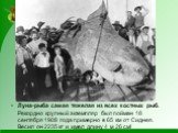 Луна-рыба самая тяжелая из всех костных рыб. Рекордно крупный экземпляр был пойман 18 сентября 1908 года примерно в 65 км от Сиднея. Весил он 2235 кг и имел длину 4 м 26 см!