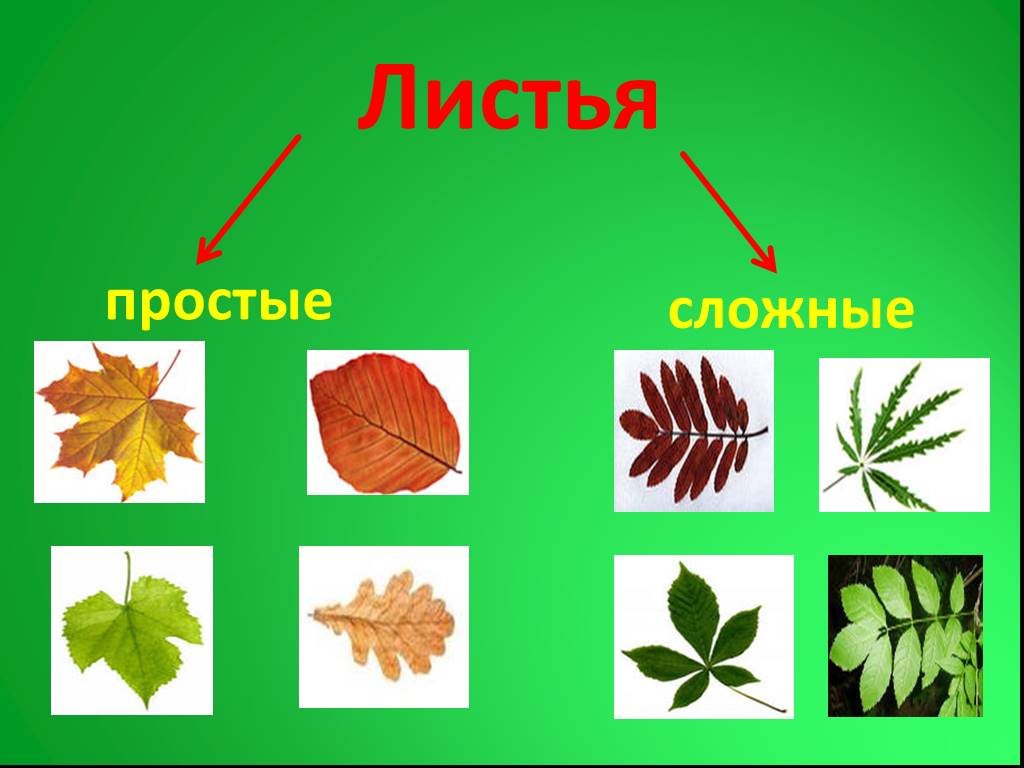 Группа листья времени. Простые и сложные листья. Листья деревьев. Листья разных растений. Типы сложных листьев.
