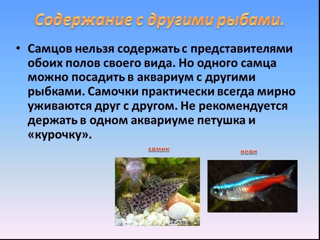 Презентация аквариумные рыбки. Аквариумные рыбы презентация. Рыбка петушок описание. Аквариумная рыбка сомик презентация. Доклад в слайдах аквариумные рыбки.