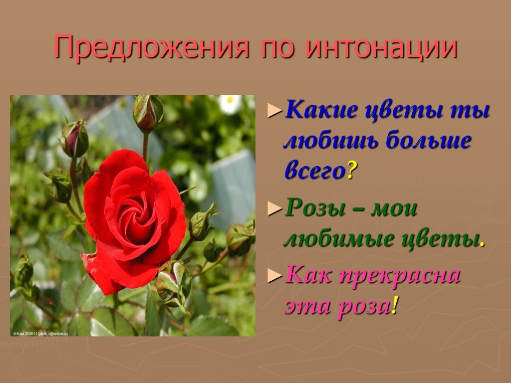 В цвету предложение. Цветы для предложения. Презентация на тему мой любимый цветок роза. Моё любимое растение роза. Предложение про розу.