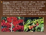 Плоды кофейного дерева- ягоды -по мере созревания меняют свой цвет с зеленого на красный,а затем на темно-малиновый или фиолетовый. Обычно каждая ягода содержит по два семени-кофейных зерна.Ягоды вызревают от 7 до 9 месяцев,и за год взрослое дерево собирают вручную.