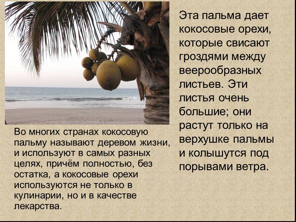 Описание з. Кокос для презентации. Доклад про пальму. Кокосовая Пальма информация. Сообщение про кокосовую пальму.