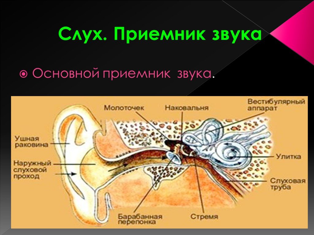 Приемники звуковых волн