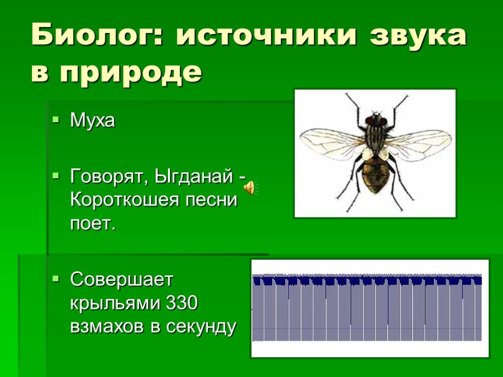 Звук мухи слушать. Источники звука в природе. Источники звука в природе и технике. Звуковые мух. Звуки в природе и технике презентация.