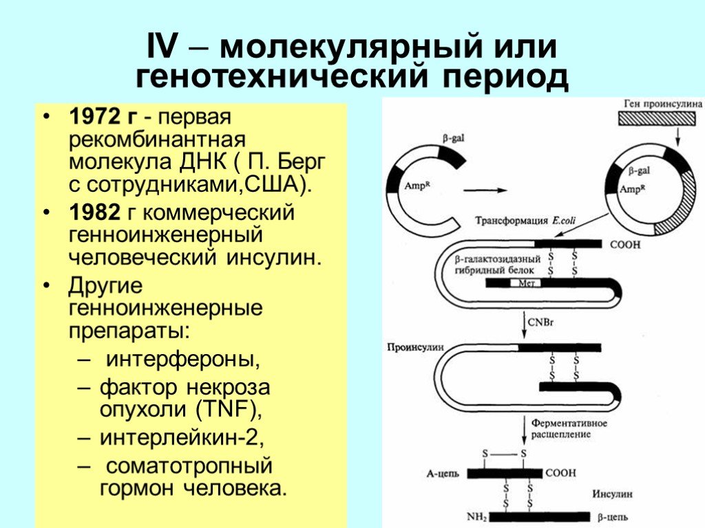 Рекомбинантная ДНК Берг. Генотехнический период биотехнологии. Производство рекомбинантных интерферонов. Первая рекомбинированная ДНК Берга. Встраивание гена инсулина в плазмиду