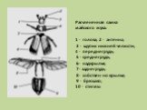 Расчлененная самка майского жука: 1 - голова; 2 - антенна; 3 - щупик нижней челюсти; 4 - переднегрудь; 5 - среднегрудь, 6- надкрылья; 7- заднегрудь; 8- собствен-но крылья; 9 - брюшко; 10 - стигмы