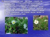 Дриада – многолетнее растение семейства розоцветных, стелющийся вечнозелёный приземистый кустарничек (стланничек), встречающийся в тундре. Существует около 10 видов растения. Растёт главным образом в арктической и субарктической зонах. Самым распространённым на Ямале видом является дриада восьмилепе