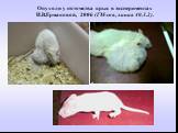 Опухоли у потомства крыс в экспериментах И.В.Ермаковой, 2006 (ГМ-соя, линия 40.3.2).