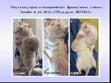 Опухоли у крыс в экспериментах французских учёных Seralini et al., 2012. (ГМ кукуруза, MON863).
