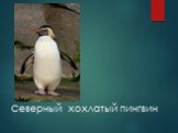 Северный хохлатый пингвин