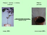 Посадка саженца в плошку Обрезка с землей растения полив по мере высыхания верхнего слоя январь 2005г. начало марта 2005 г.