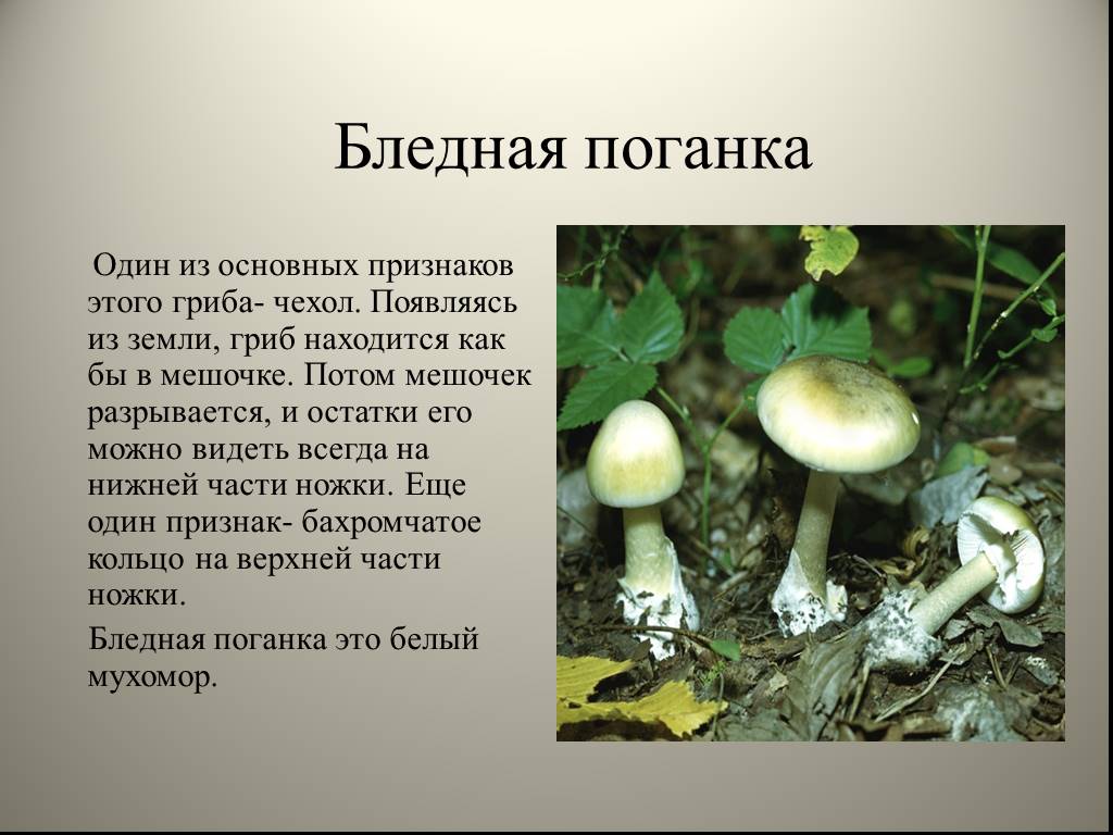 Бледная поганка группа грибов