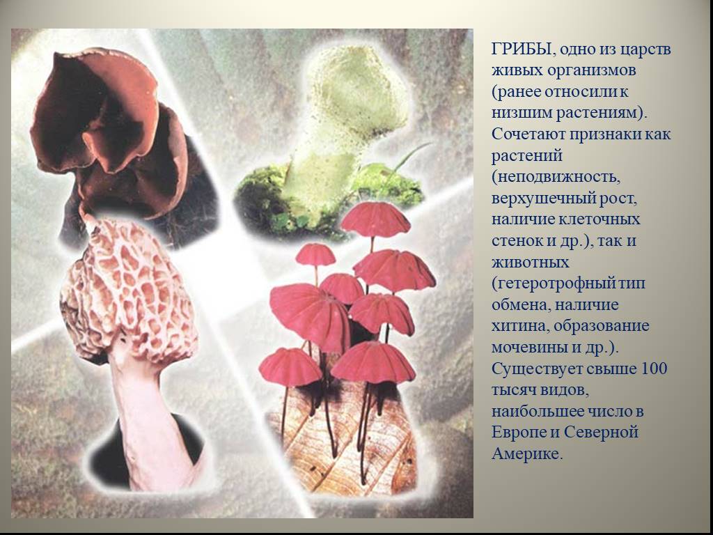 Признаки живых организмов грибы. Грибы царство живых организмов сочетающих признаки. Верхушечный рост гриба. Верхушечный рост грибов. Фото грибы сочетают в себе признаки и животных и растений.