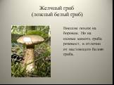 Желчный гриб (ложный белый гриб). Внешне похож на боровик. Но на изломе мякоть гриба розовеет, в отличии от настоящего белого гриба.