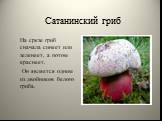 Сатанинский гриб. На срезе гриб сначала синеет или зеленеет, а потом краснеет. Он является одним из двойников белого гриба.
