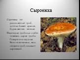 Сыроежка. Сыроежка это разноцветный гриб, шляпка бывает красная, бурая, желтая, зеленая. Некоторые грибники любят пожевать сырые грибы. Говорят они вкусные. Вполне возможно, ведь недаром гриб называют сыроежкой.