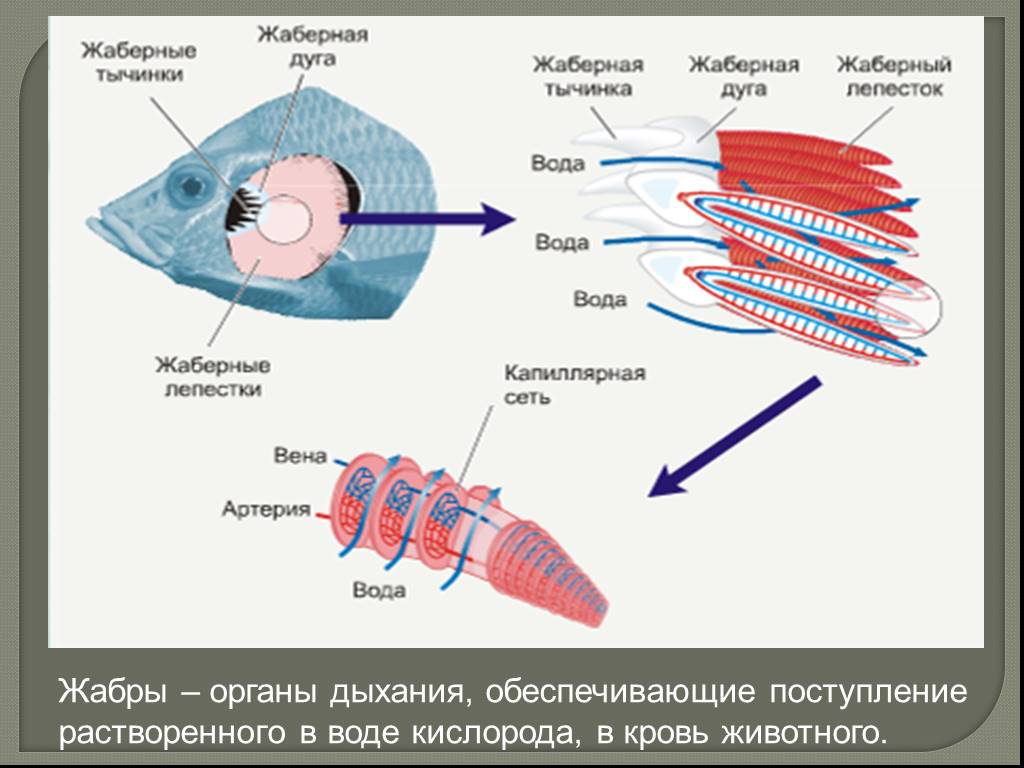 Органы дыхания животных презентация