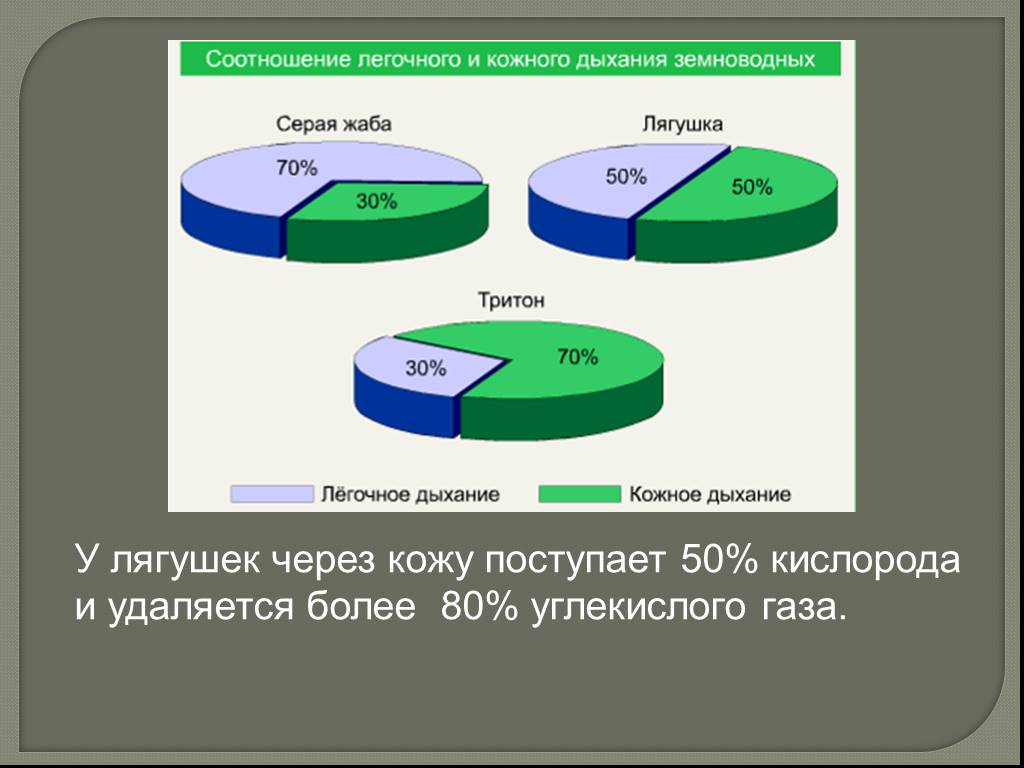 Кожное дыхание. Кожно легочное дыхание. Жаба дыхание через кожу. Соотношения пропорций дыхания. Дыхание через кожу человека процентов.